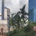 Some palm trees
