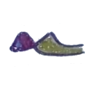 A drawing of a fish coloured